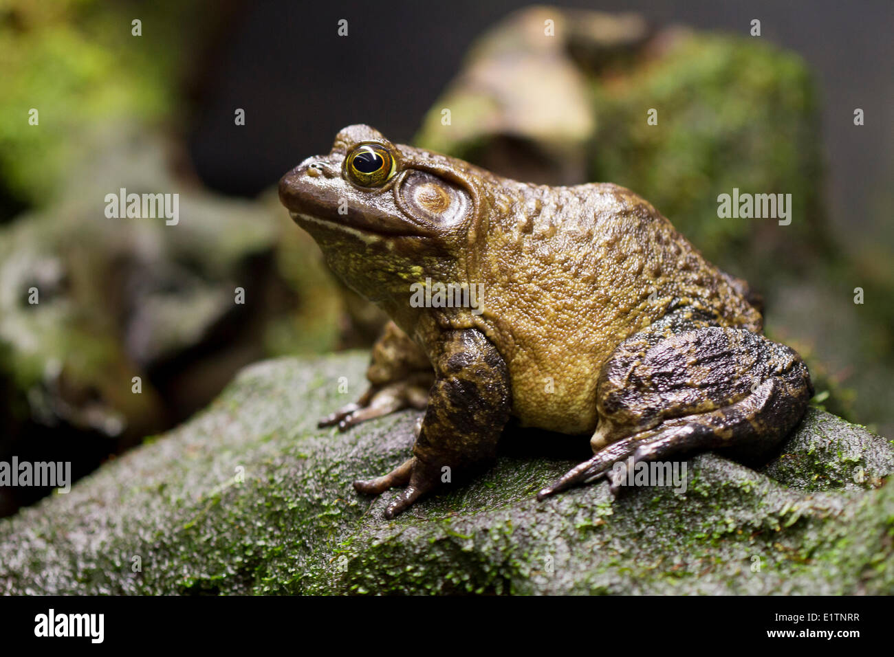 Bullfrog, Rana catesbiena, Vancouver Aquariam, BC, Canada Stock Photo