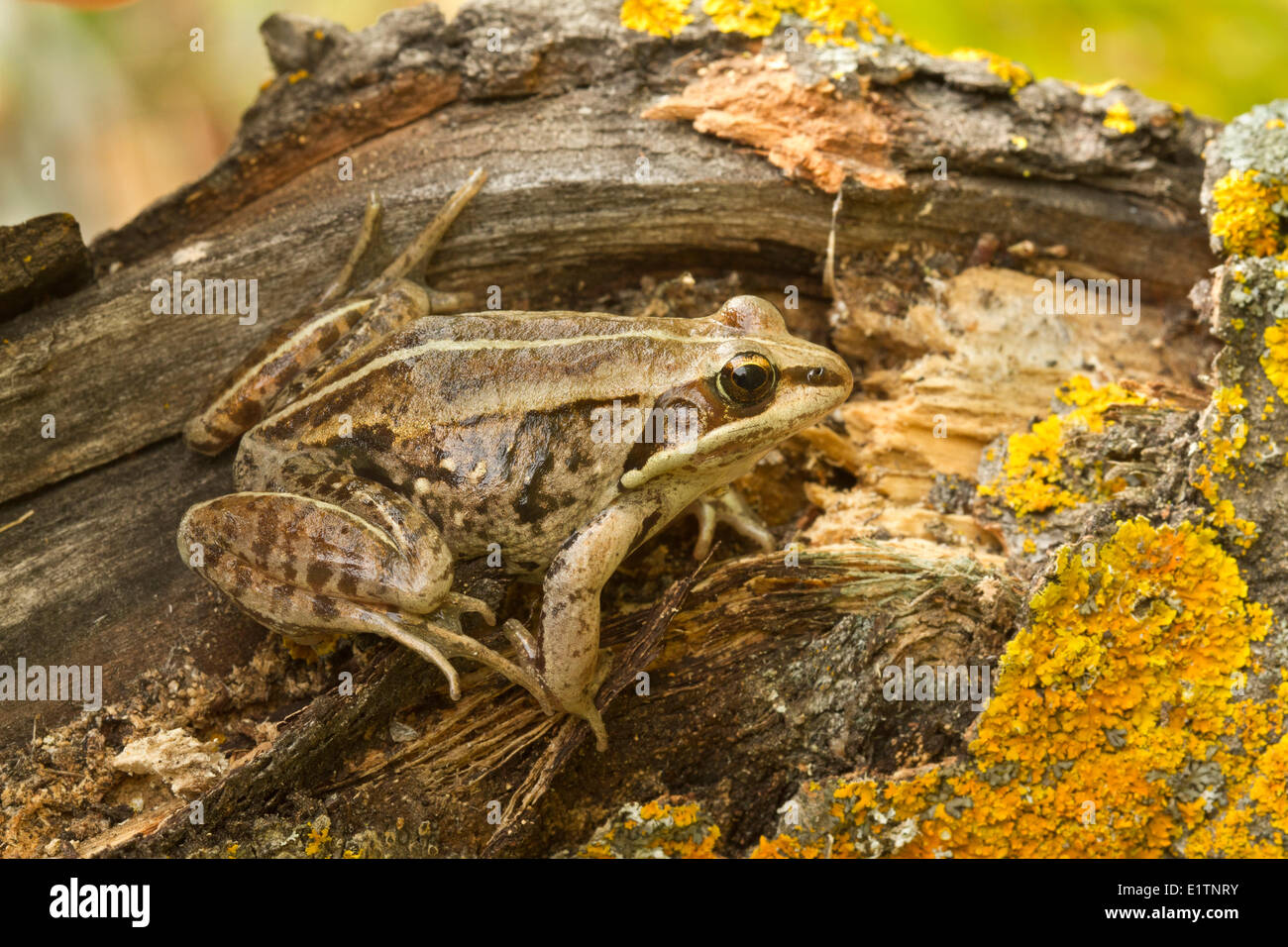 Wood Frog, Rana sylvatica, Alberta, Canada Stock Photo Alamy