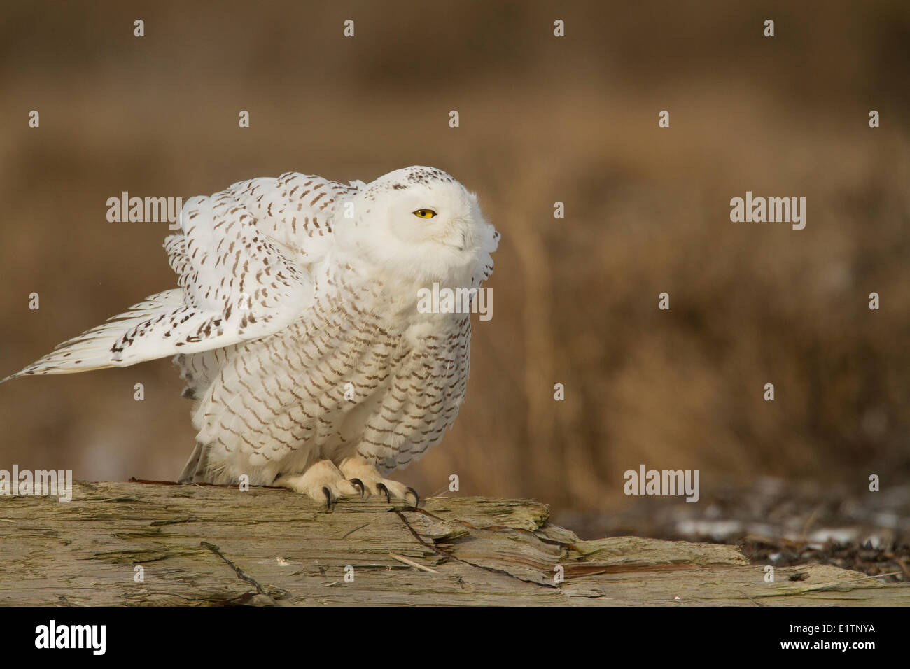 Snowy Owl, Nyctea scandiaca,  Boundary Bay, Vancouver, BC, Canada Stock Photo