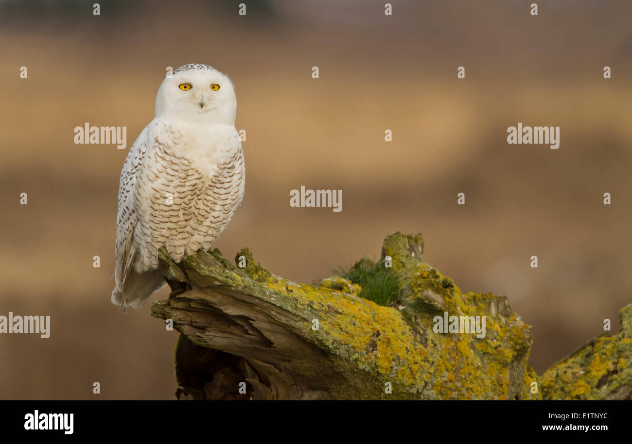 Snowy Owl, Nyctea scandiaca,  Boundary Bay, Vancouver, BC, Canada Stock Photo