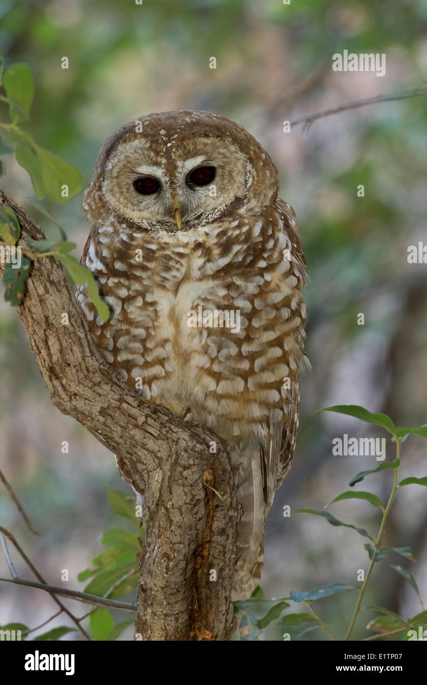 Mexican Spotted Owl, Strix occidentalis lucida, Cave Creek Canyon, Chiracuah Mtns, Arizona, USA Stock Photo