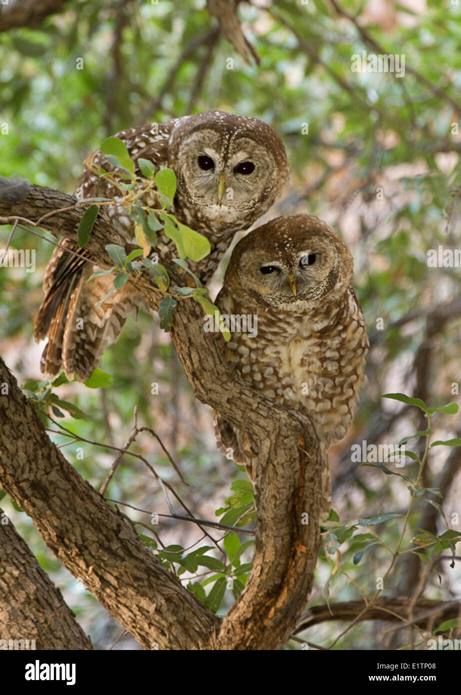 Mexican Spotted Owl, Strix occidentalis lucida, Cave Creek Canyon, Chiracuah Mtns, Arizona, USA Stock Photo