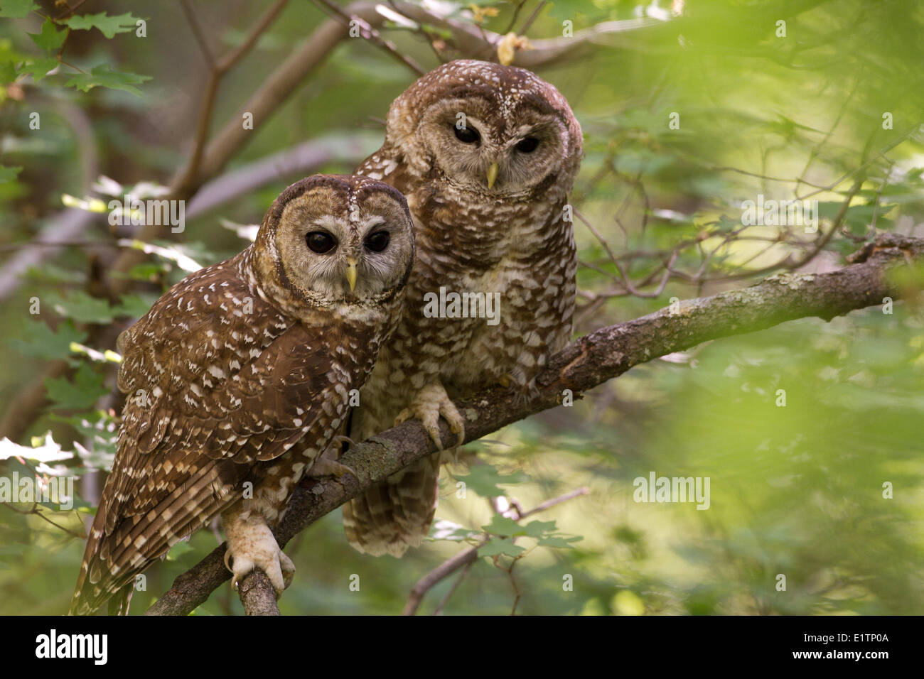 Mexican Spotted Owl, Strix occidentalis lucida, Miller Canyon, Hauchuca Mtns, Arizona, USA Stock Photo