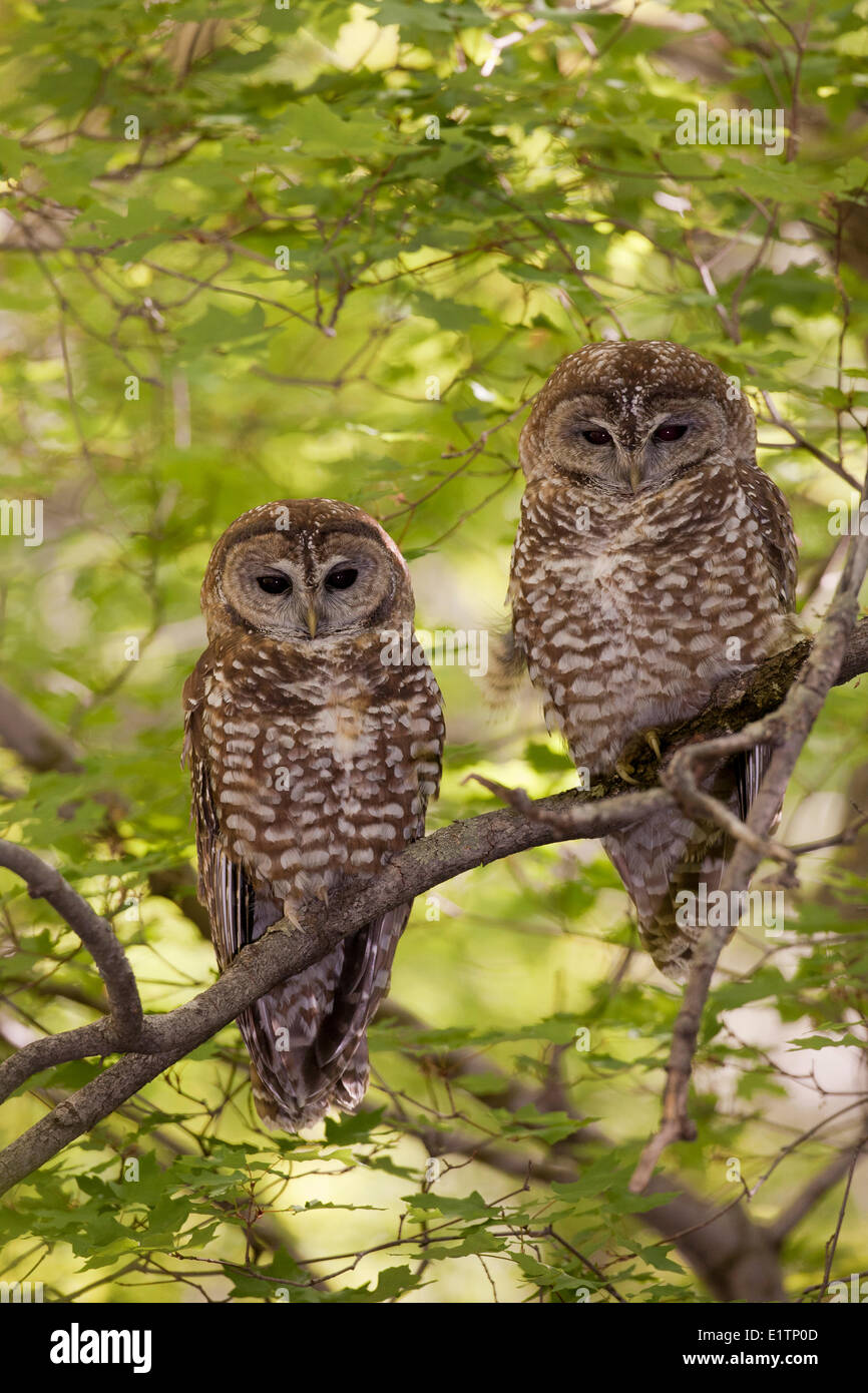 Mexican Spotted Owl, Strix occidentalis lucida, Miller Canyon, Hauchuca Mtns, Arizona, USA Stock Photo