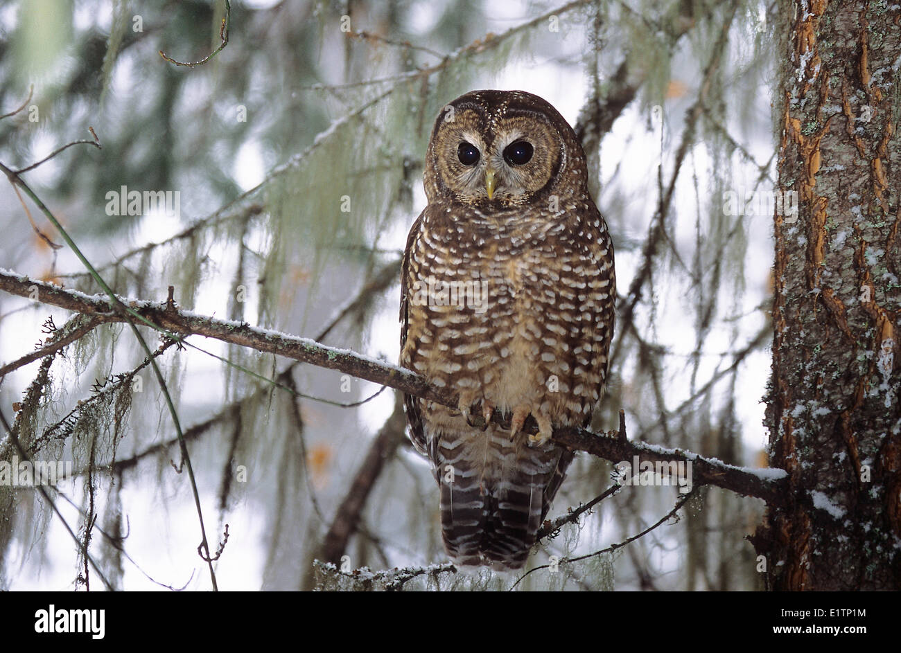 Northern Spotted Owl, Strix occidentalis caurina, Southern BC, Canada Stock Photo