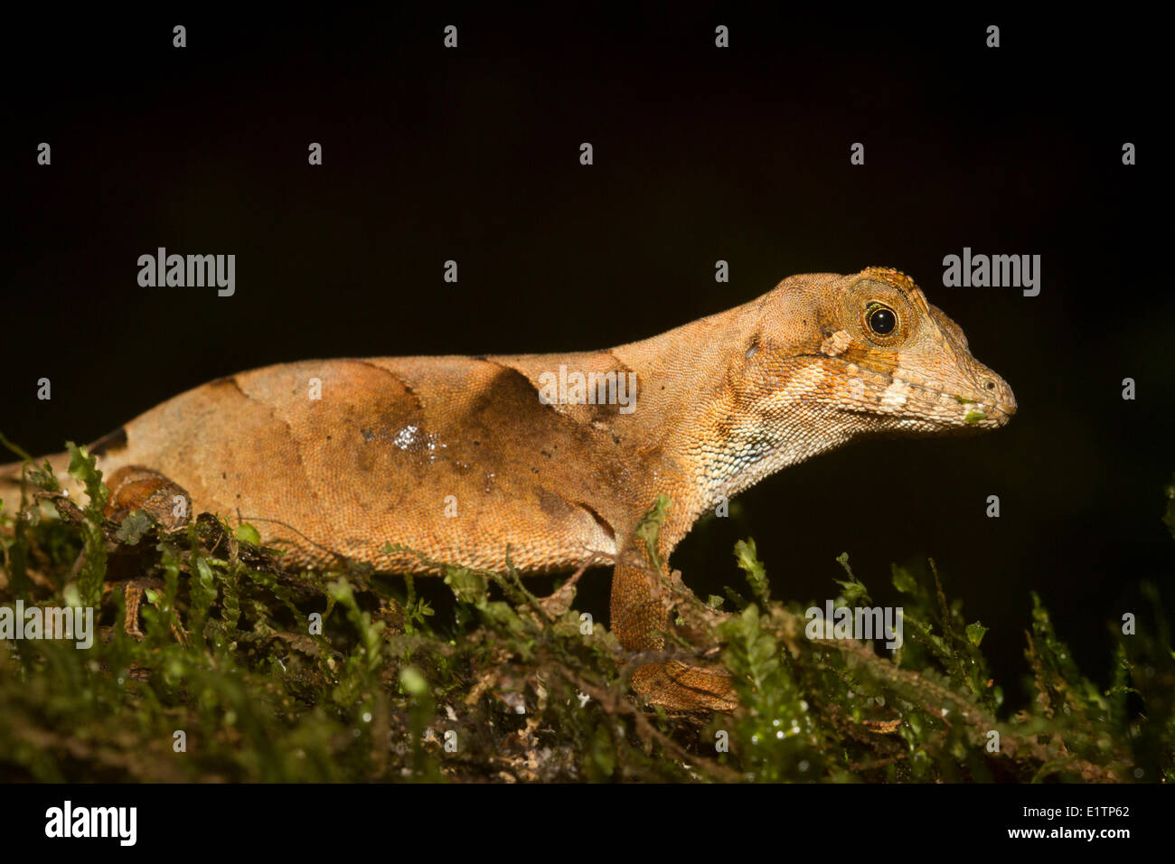 Tropical Anole Lizard, Species unknown, Rio Napo, Amazon Basin, Ecuador Stock Photo