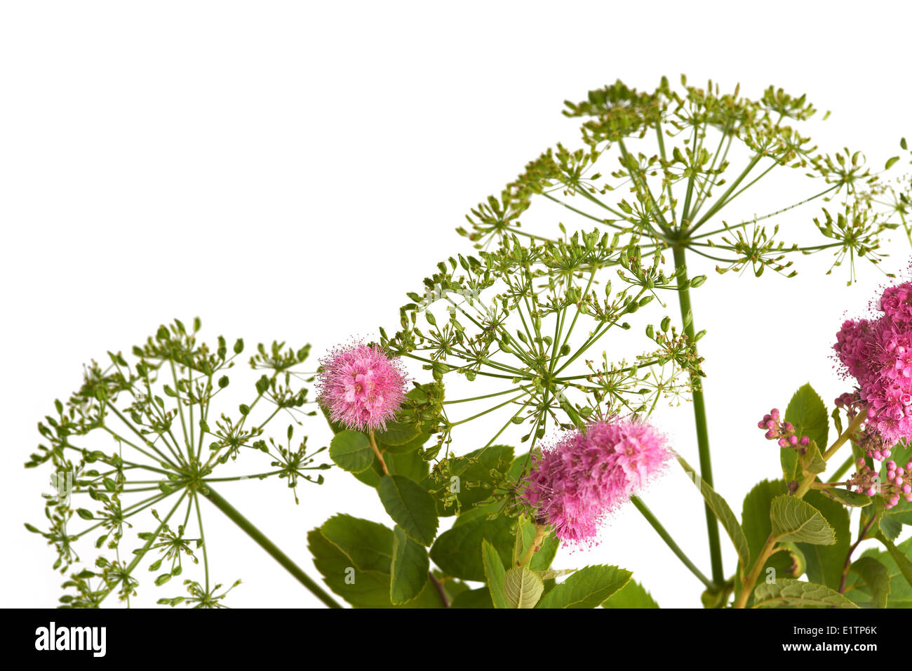 Bouquet wild flowers isolated hi-res stock photography and images - Alamy