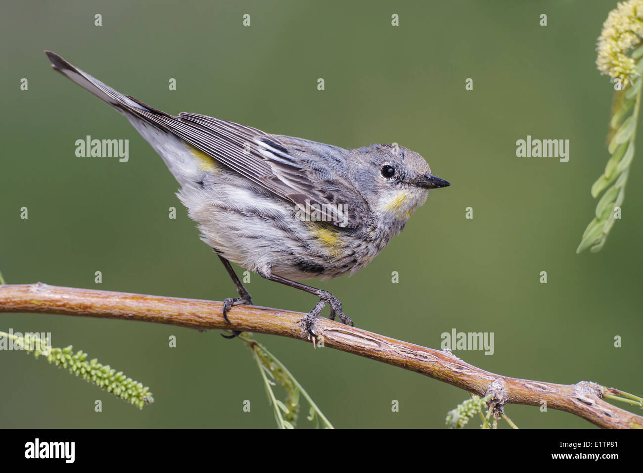 Yellow-rumped Warbler - Setophaga coronata (Audubon's) - Adult female ...