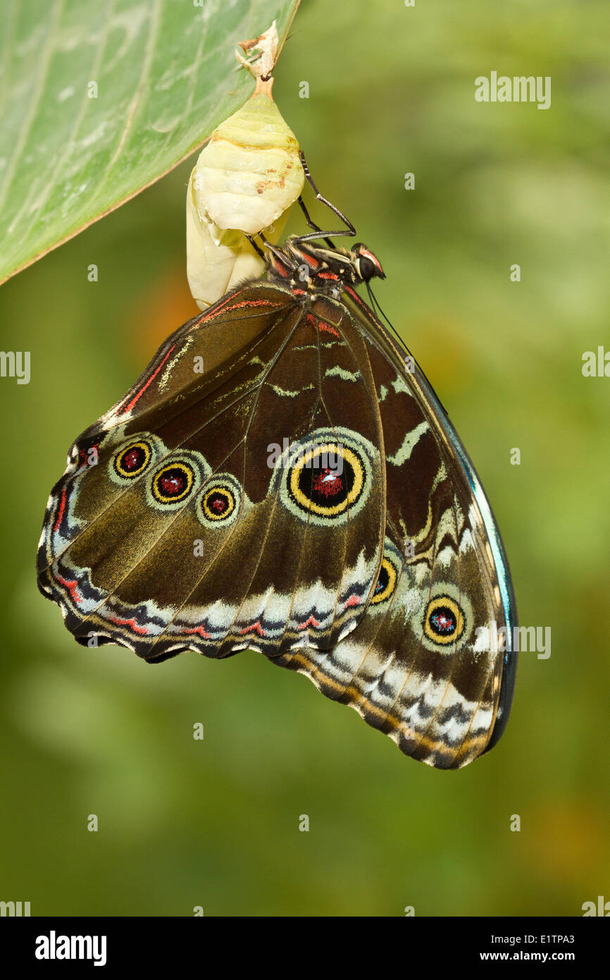 Tropical Butterfly, Uknown species, Mindo, Ecuador Stock Photo