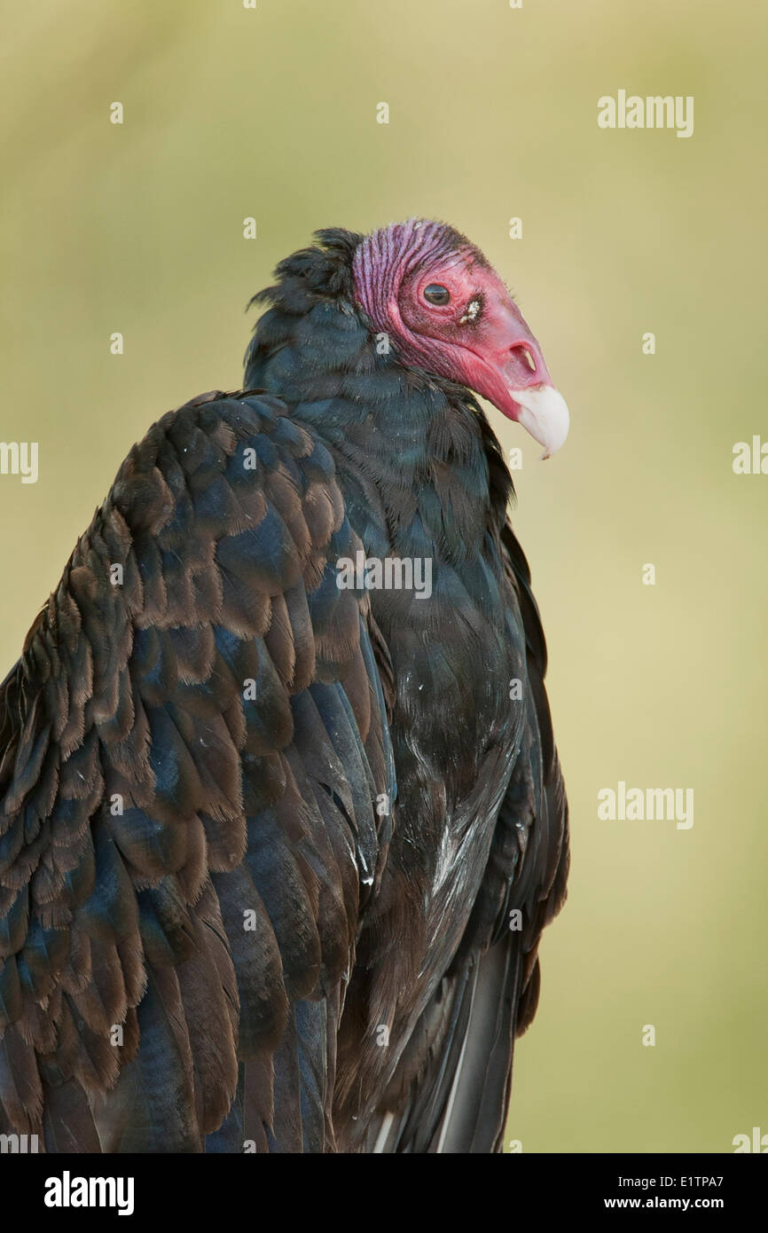 Turkey Vulture, Cathartes aura, Texas, USA Stock Photo Alamy