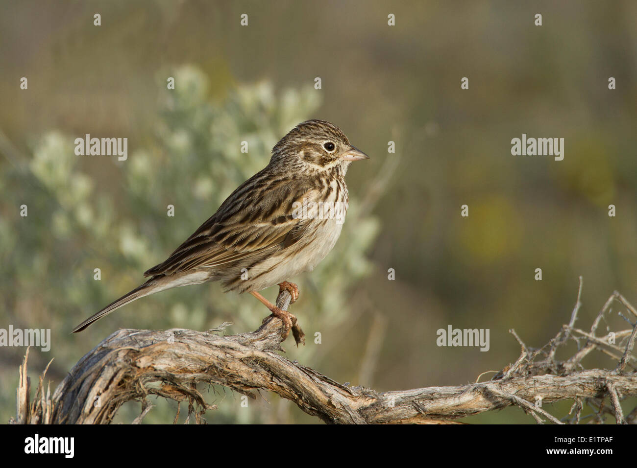 Vesper's Sparrow, Pooecetes gramineus, Kamloops, BC, Canada Stock Photo
