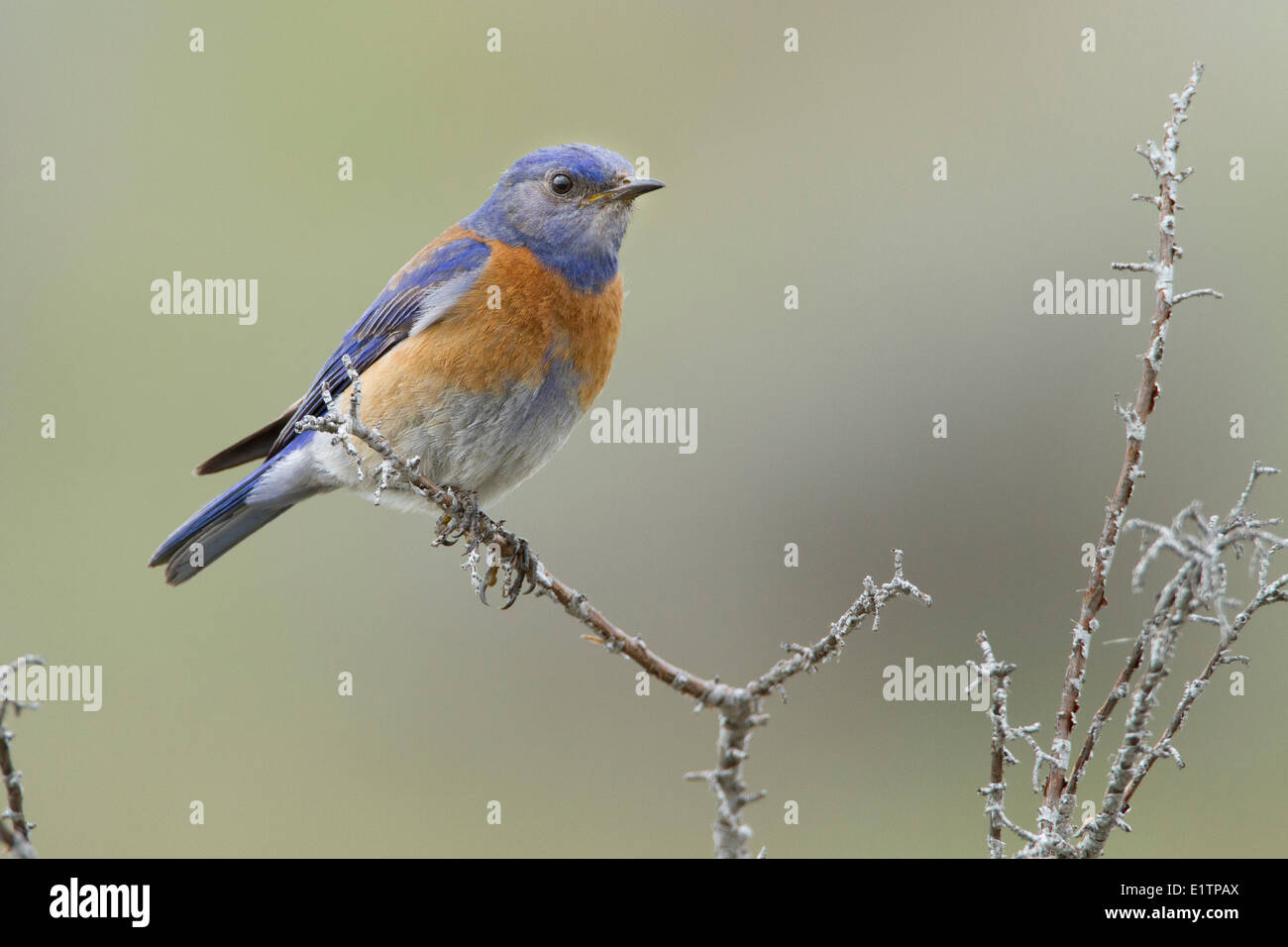 Western Bluebird, Sialia mexicana, Washington, USA Stock Photo - Alamy