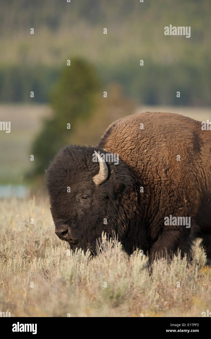 Plains Bison, Bison bison bison, Yellowstone NP, Montana, USA Stock