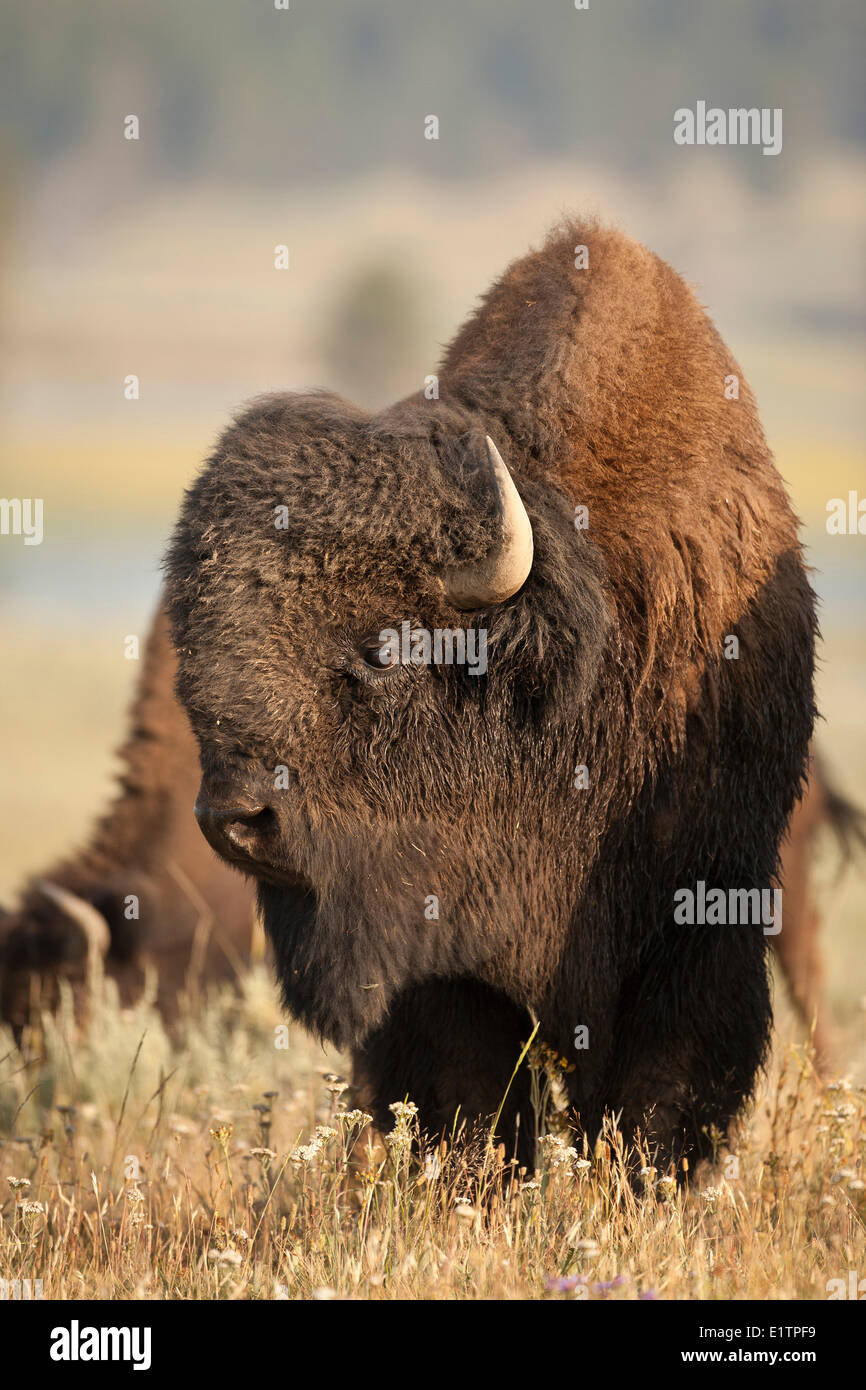 Plains Bison, Bison bison bison, Yellowstone NP, Montana, USA Stock