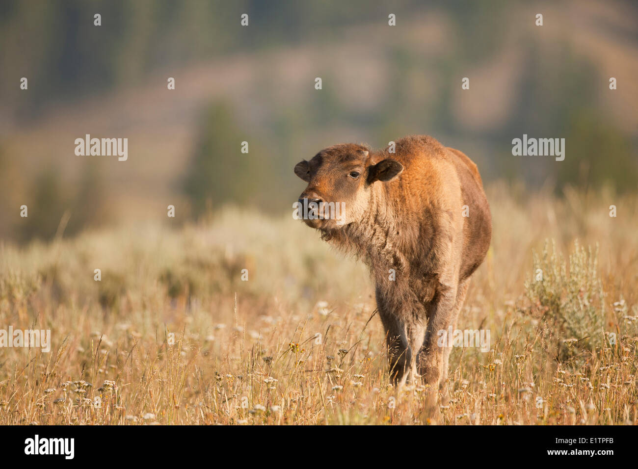 Plains Bison, Bison bison bison, Yellowstone NP, Montana, USA Stock Photo