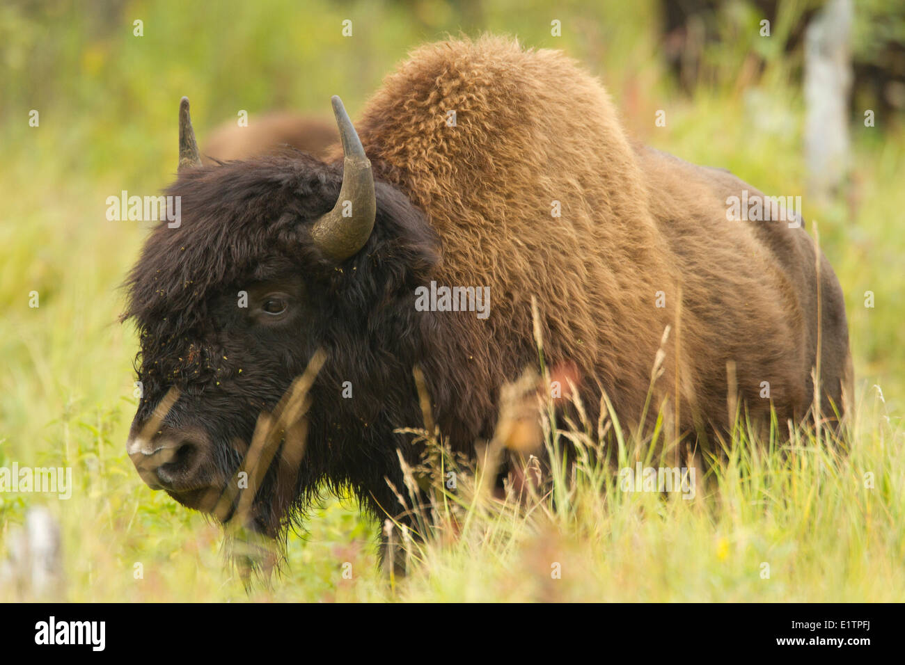 Wood Bison, Bison bison athabascae, Elk Island National Park, Alberta