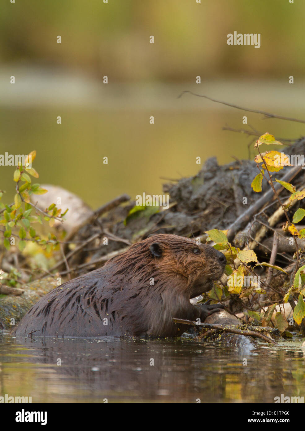 Beaver, Castor canadensis, Alberta, Canada Stock Photo