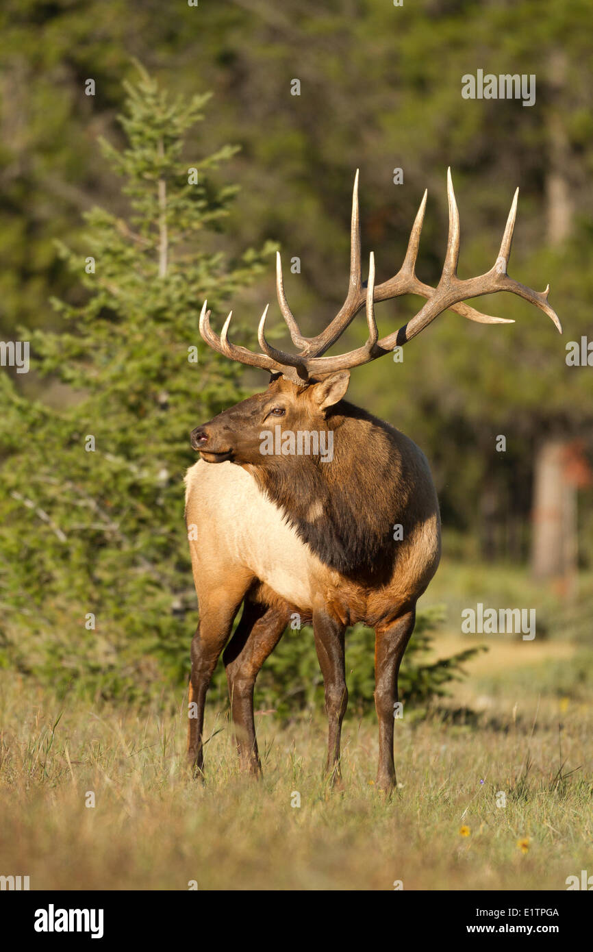 Rocky Mountain Elk, Cervus canadensis nelsoni, Banff NP, Alberta