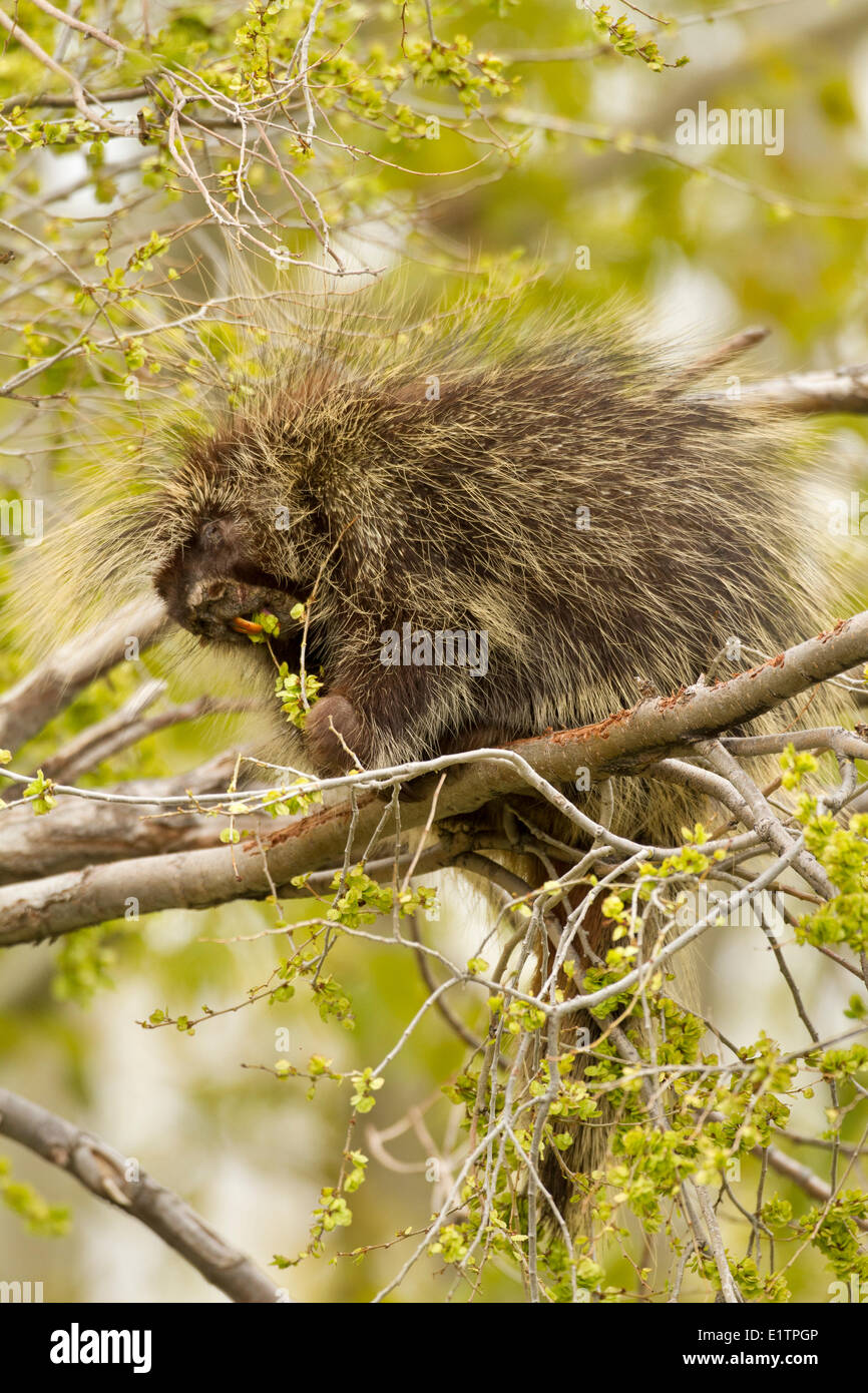 Porcupine, Erithizon dorsatum, Oregon, USA Stock Photo Alamy