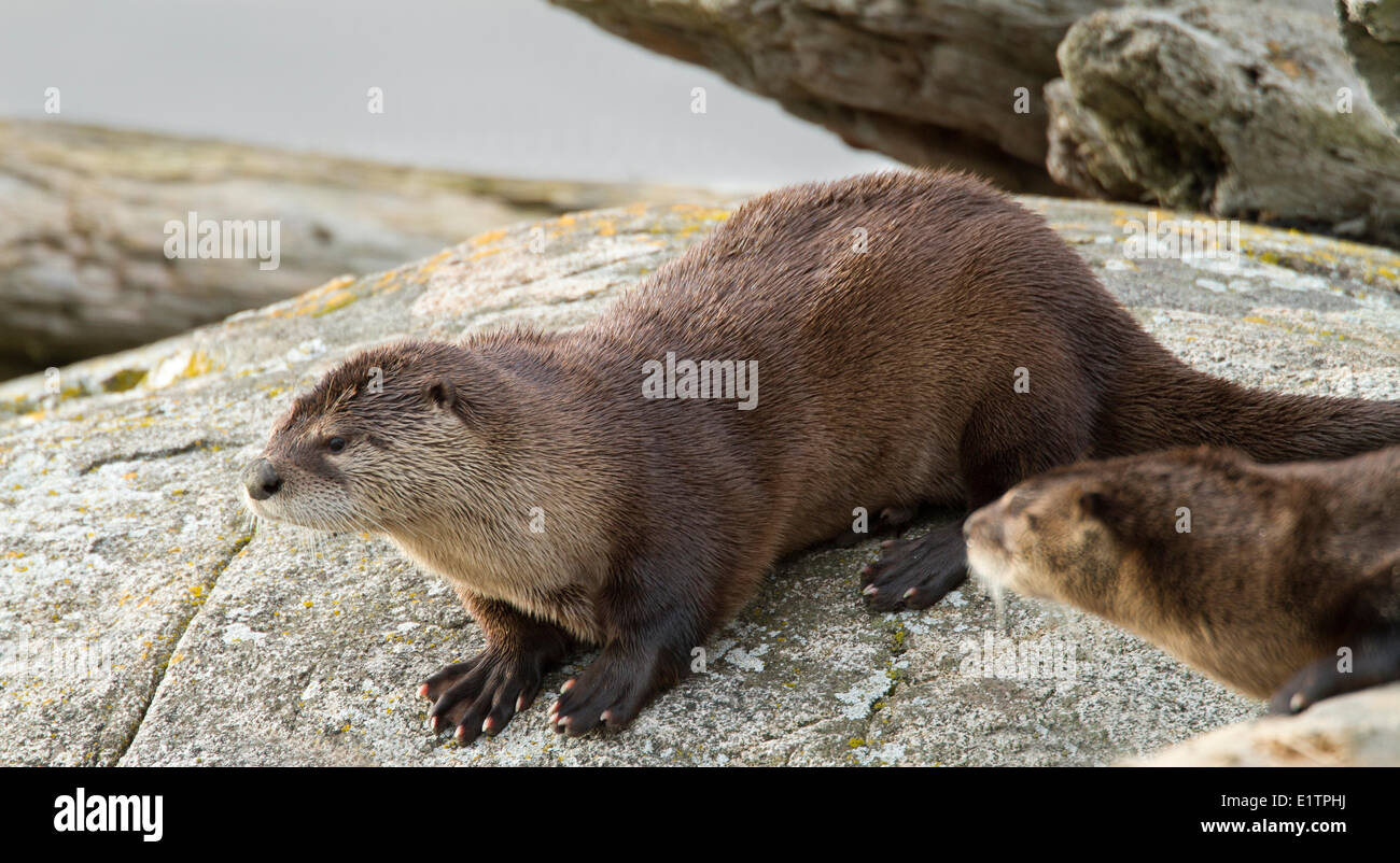 North American river otter, Lontra canadensis, Victoria, BC, Canada Stock Photo