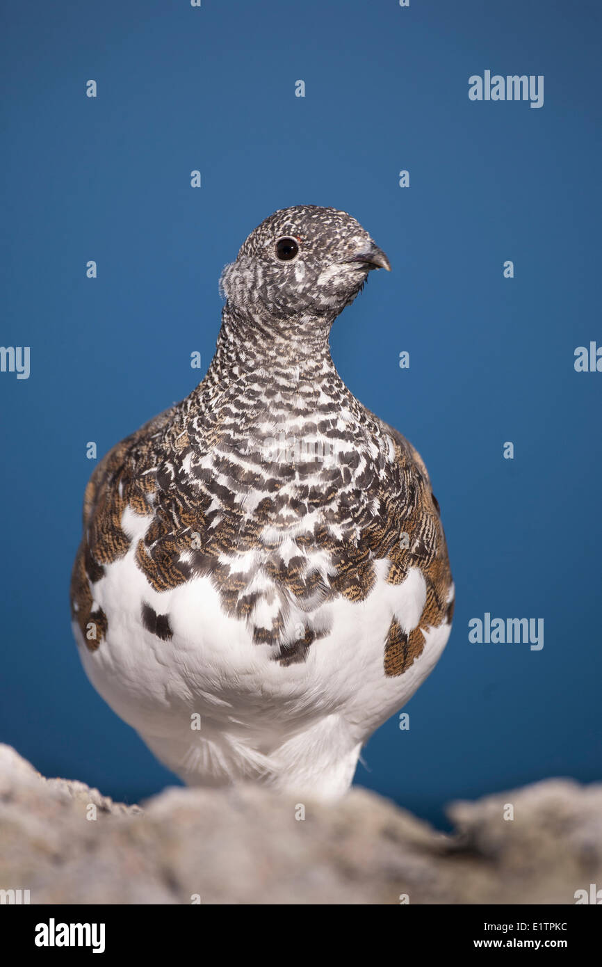 text to vector ai model
