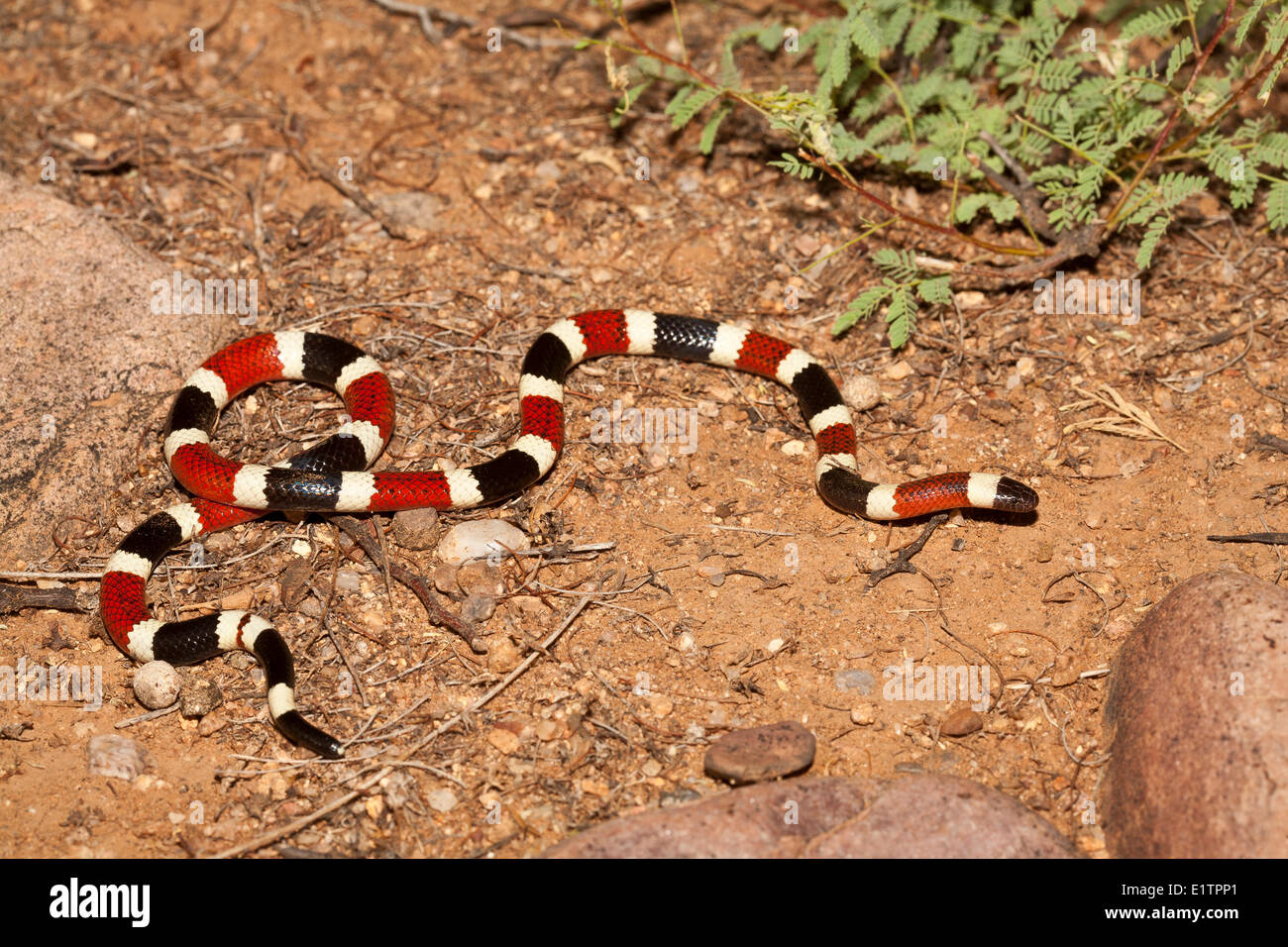 Coral Snake, Micrurus fulvius, Arizona, USA Stock Photo
