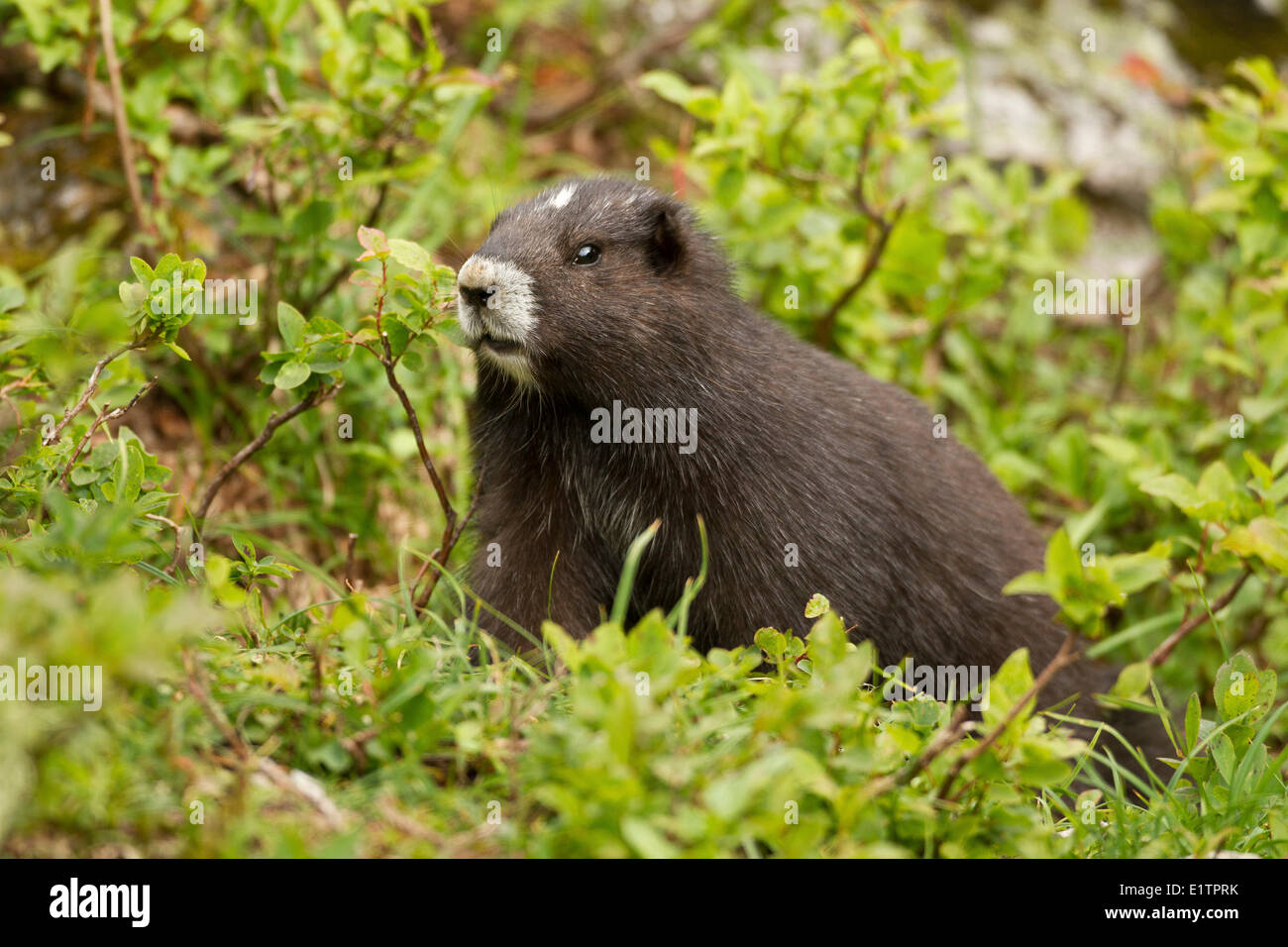 Vancouver Island Marmot, Marmota vancouverensis, Green Mountain, Vancouver Island, BC, Canada Stock Photo