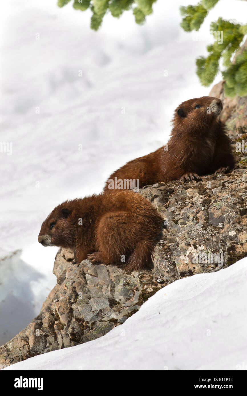 Vancouver Island Marmot, Marmota Vancouverensis, Vancouver Island, BC, Canada Stock Photo