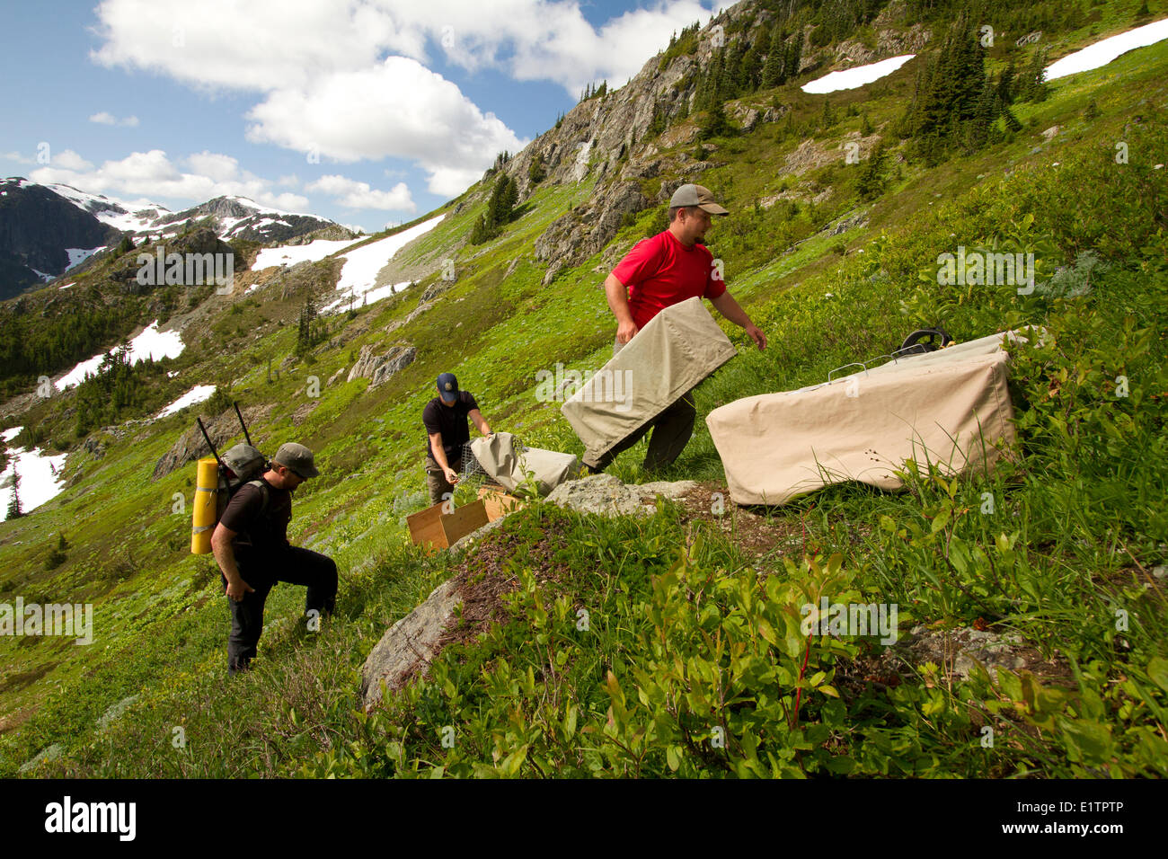 Vancounver Island Marmot release, Strathcona, BC, Canada Stock Photo