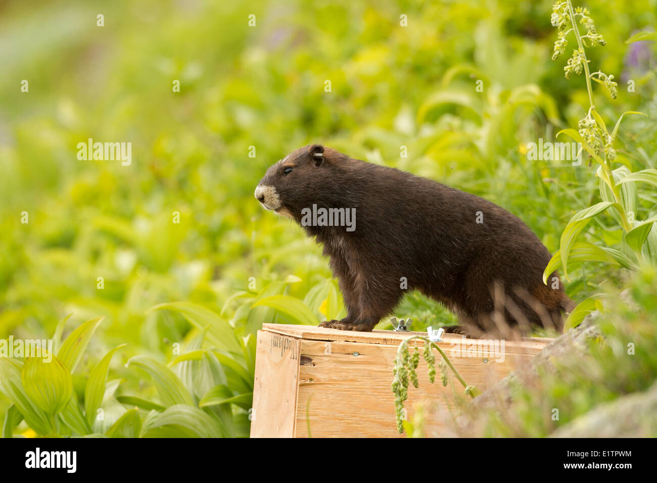 Vancounver Island Marmot release, Strathcona, BC, Canada Stock Photo