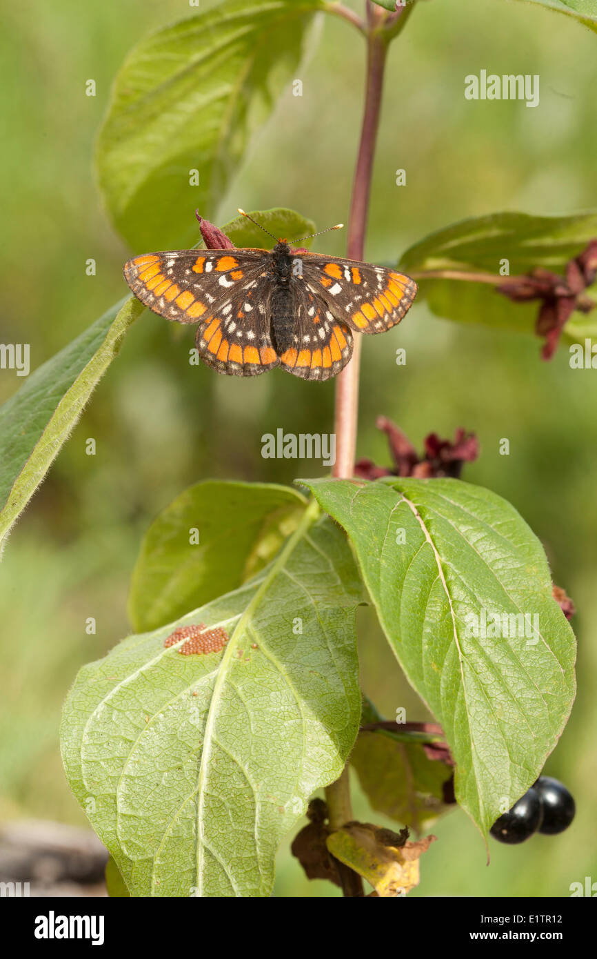 Gillette's Checkerspot, Euphydryas gillettii, Rocky Mountain Trench, BC, Canada Stock Photo