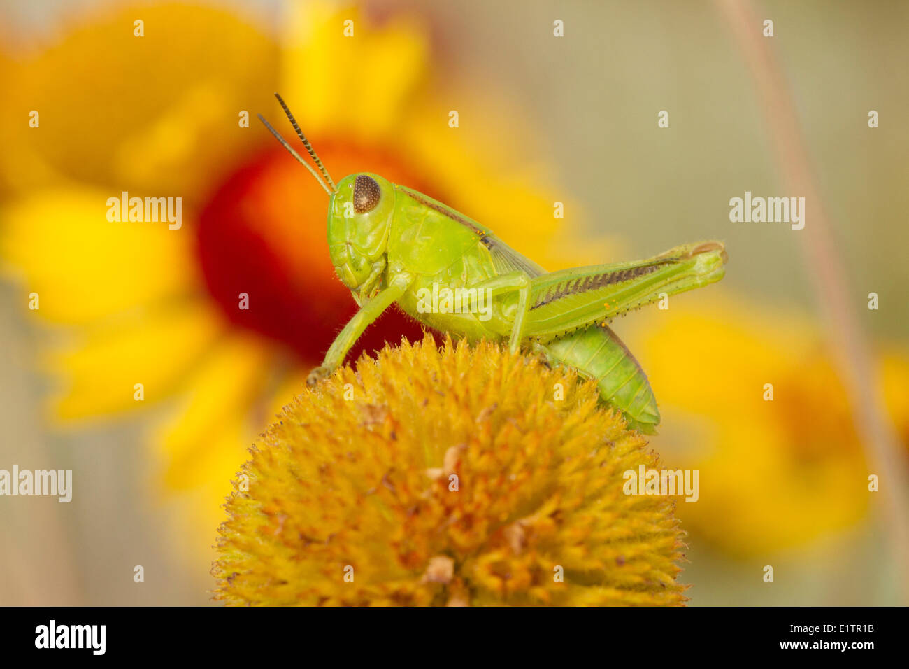 Grasshopper sp, Orthoptera, Okanagan, BC, Canada Stock Photo