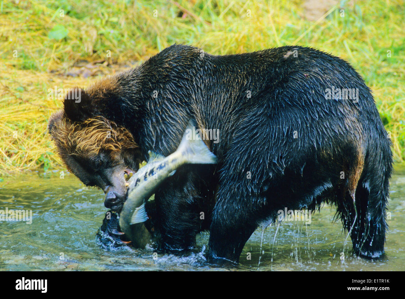 Grizzly Bear (Ursus arctos horribilis) Adult catching Chum Salmon (Oncorhynchus keta) Summer, Alaska, United States of America. Stock Photo