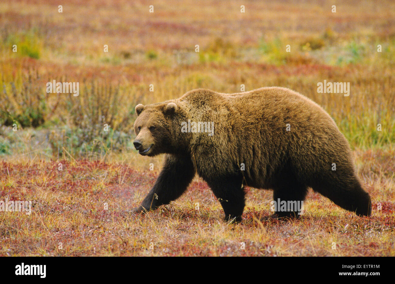 Grizzly Bear (Ursus arctos horribilis) Adult crossing Tundra Autumn, Denali National Park, Alaska, United States of America. Stock Photo