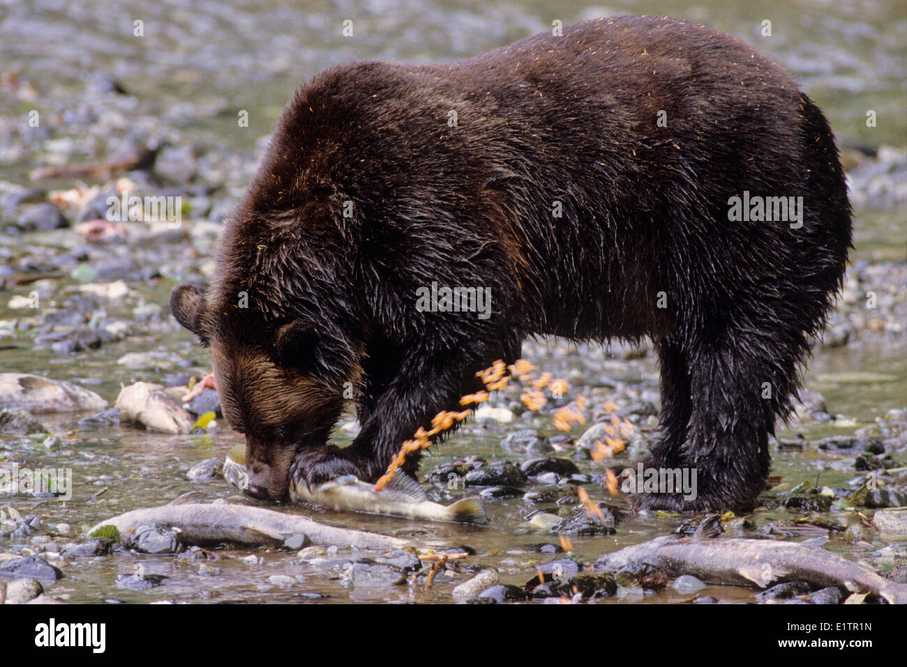 Grizzly Bear (Ursus arctos horribilis) Adult eating Chum Salmon (Oncorhynchus keta). Summer, Alaska, United States of America. Stock Photo