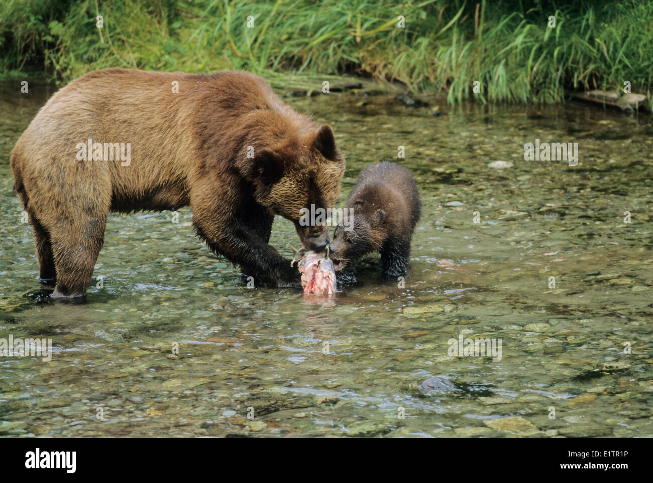 Grizzly Bear (Ursus arctos horribilis) Adult Female & Juvenile eating Chum Salmon (Oncorhynchus keta) Alaska, USA Stock Photo
