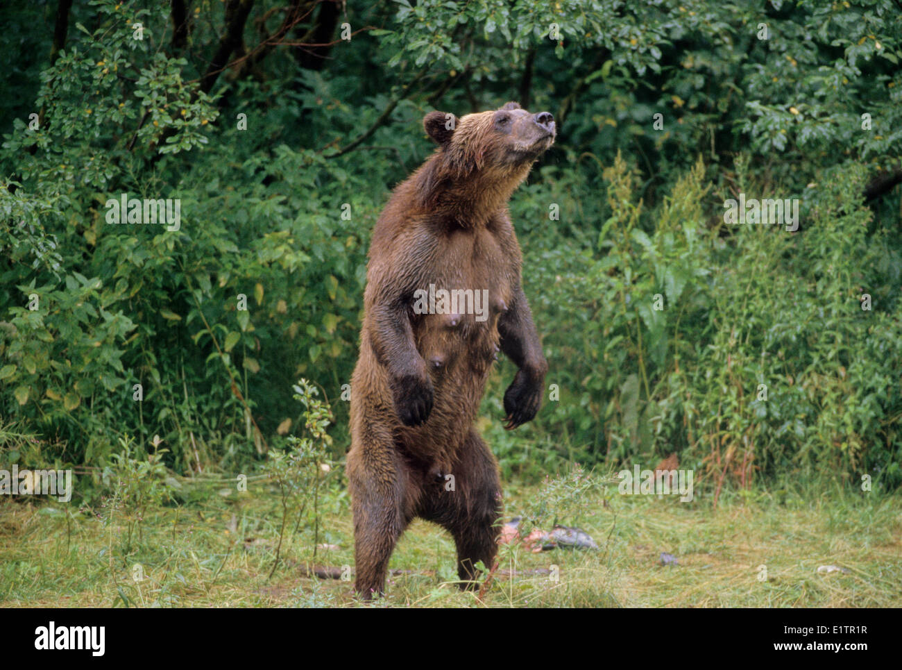 Grizzly Bear (Ursus arctos horribilis) Adult Female scenting air for danger. Summer, Alaska, United States of America. Stock Photo