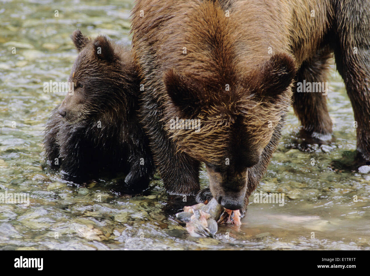 Grizzly Bear (Ursus arctos horribilis) Adult Female & Young who will remain with her for up to three years. Summer Alaska Stock Photo
