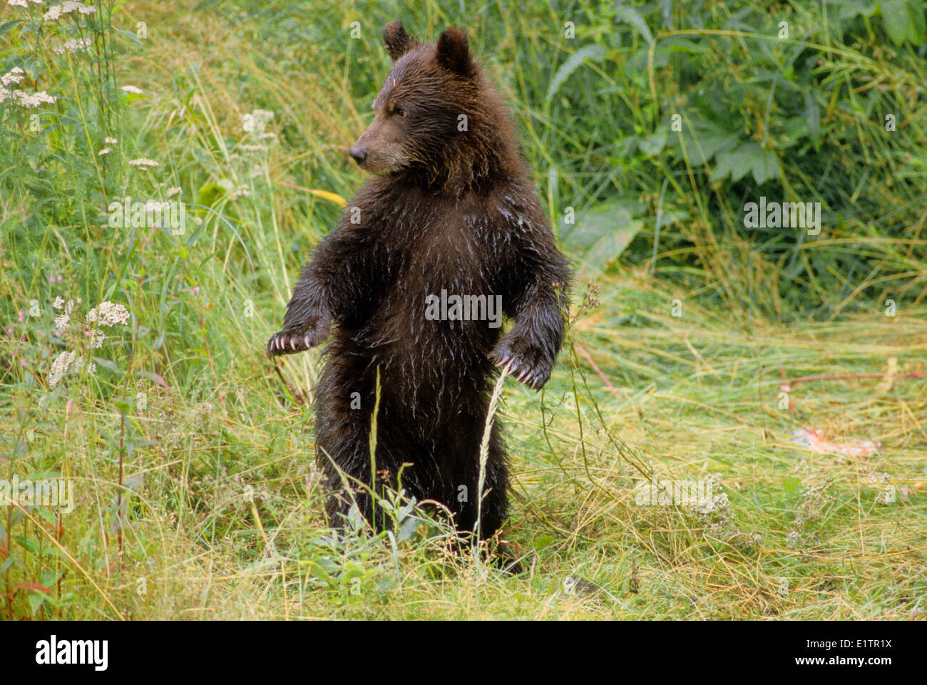 Grizzly Bear (Ursus arctos horribilis) Juvenile  Summer, Alaska, United States of America. Stock Photo