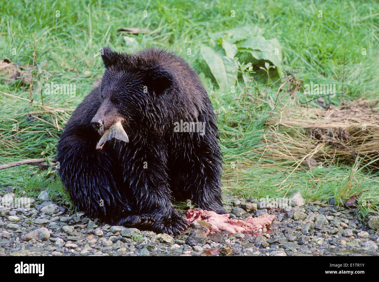 Grizzly Bear (Ursus arctos horribilis) Juvenile eating salmon. Summer, Alaska, United States of America. Stock Photo
