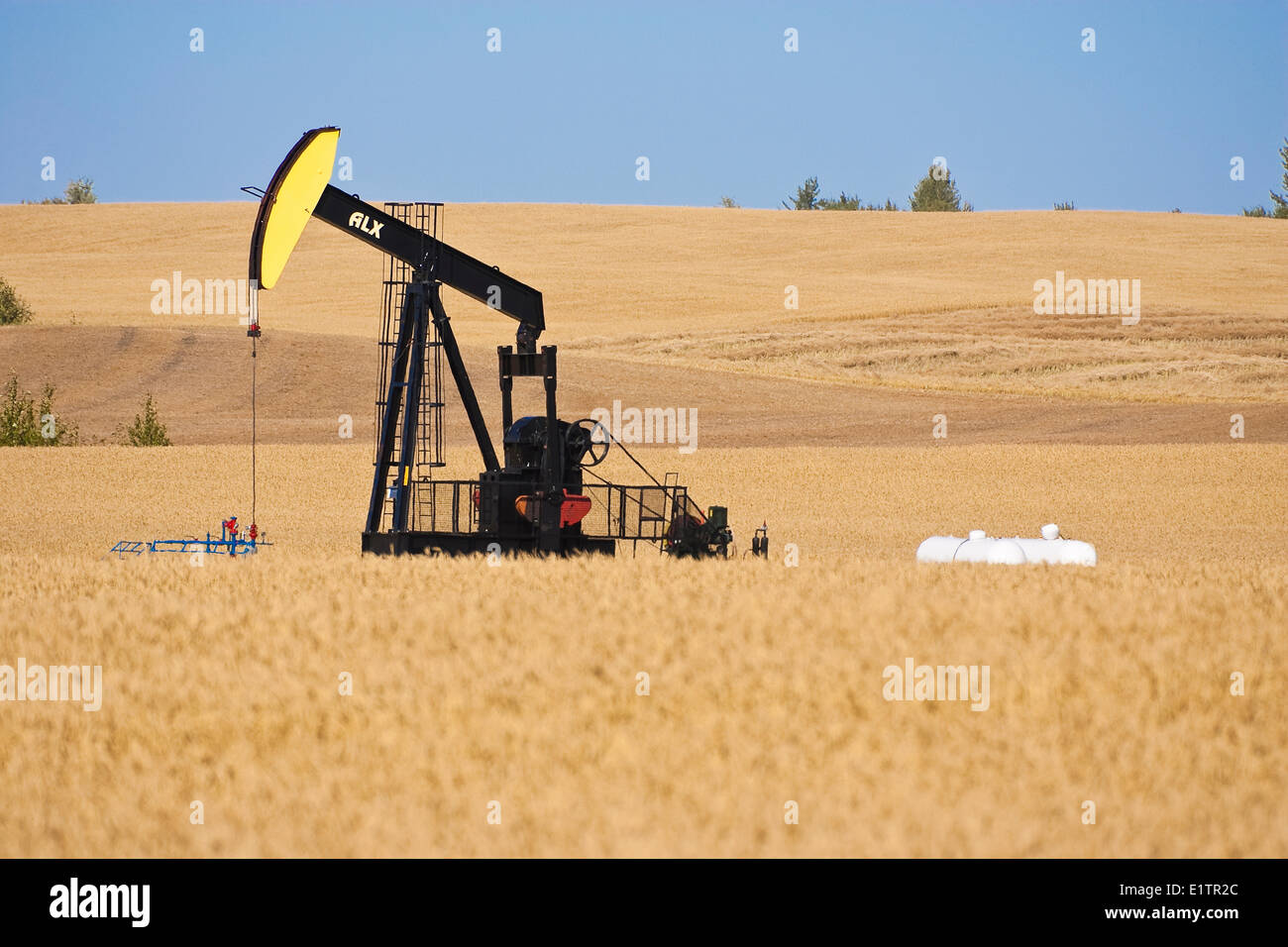 Pumpjack in field of crops, Alberta, Canada Stock Photo