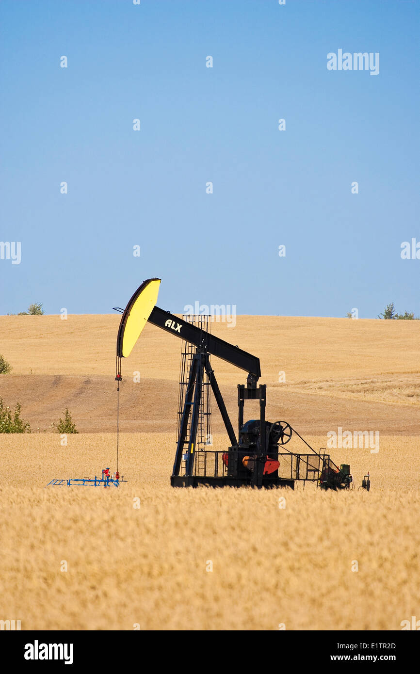 Pumpjack in field of crops, Alberta, Canada Stock Photo