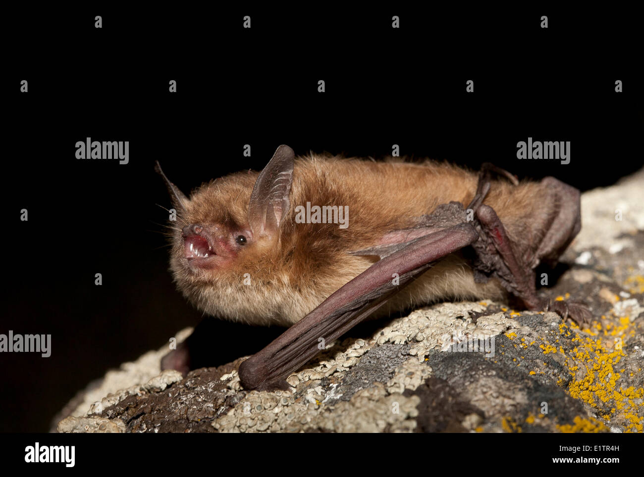 Little Brown Bat, Myotis Lucifugus, Lillooet, BC, Canada Stock Photo