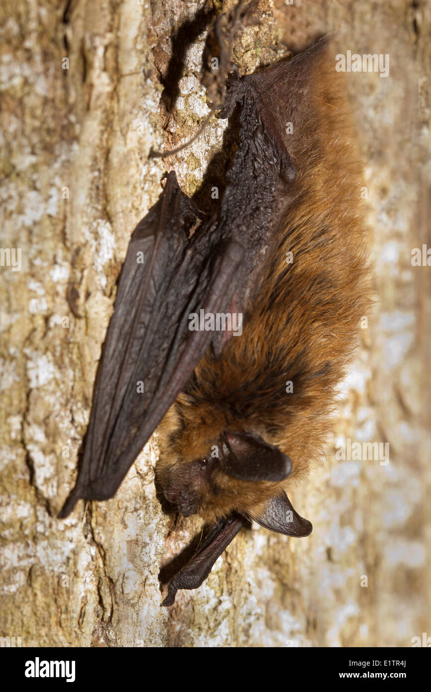 Myotis septentrionalis, Northern Long-eared Bat, Lillooet, BC, Canada Stock Photo