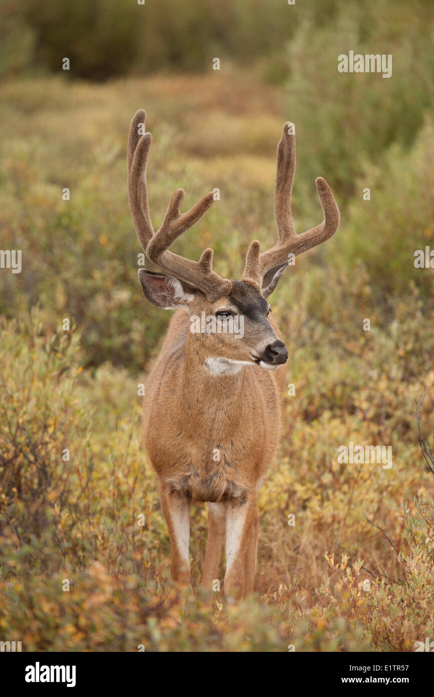 Mule deer, Odocoileus hemionus, Yosemite NP, California, USA Stock Photo