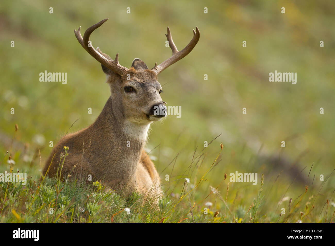 Mule deer, Odocoileus hemionus, Olympic National Park, Washington, USA Stock Photo