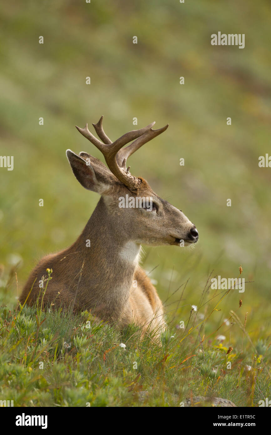 Mule deer, Odocoileus hemionus, Olympic National Park, Washington, USA Stock Photo