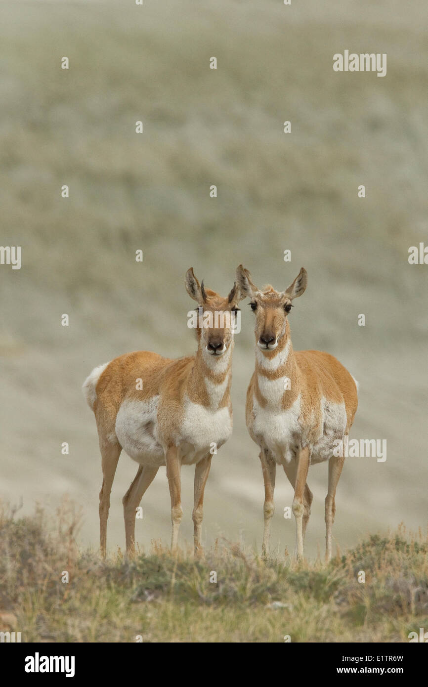 Pronghorn, Antilocapra americana, Southwest USA, Wyoming, Montana Stock Photo