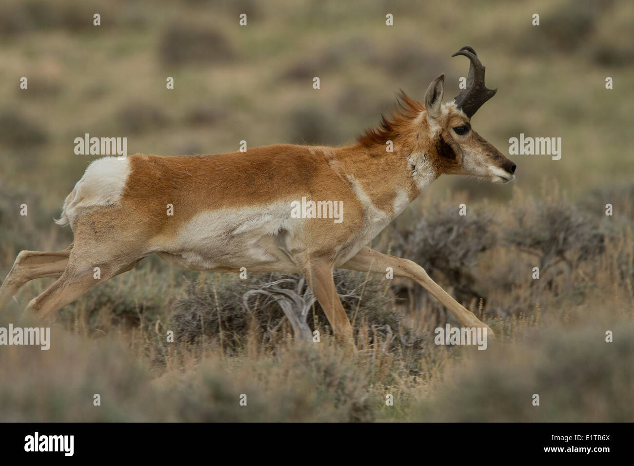 Pronghorn, Antilocapra americana, Southwest USA, Wyoming, Montana Stock Photo