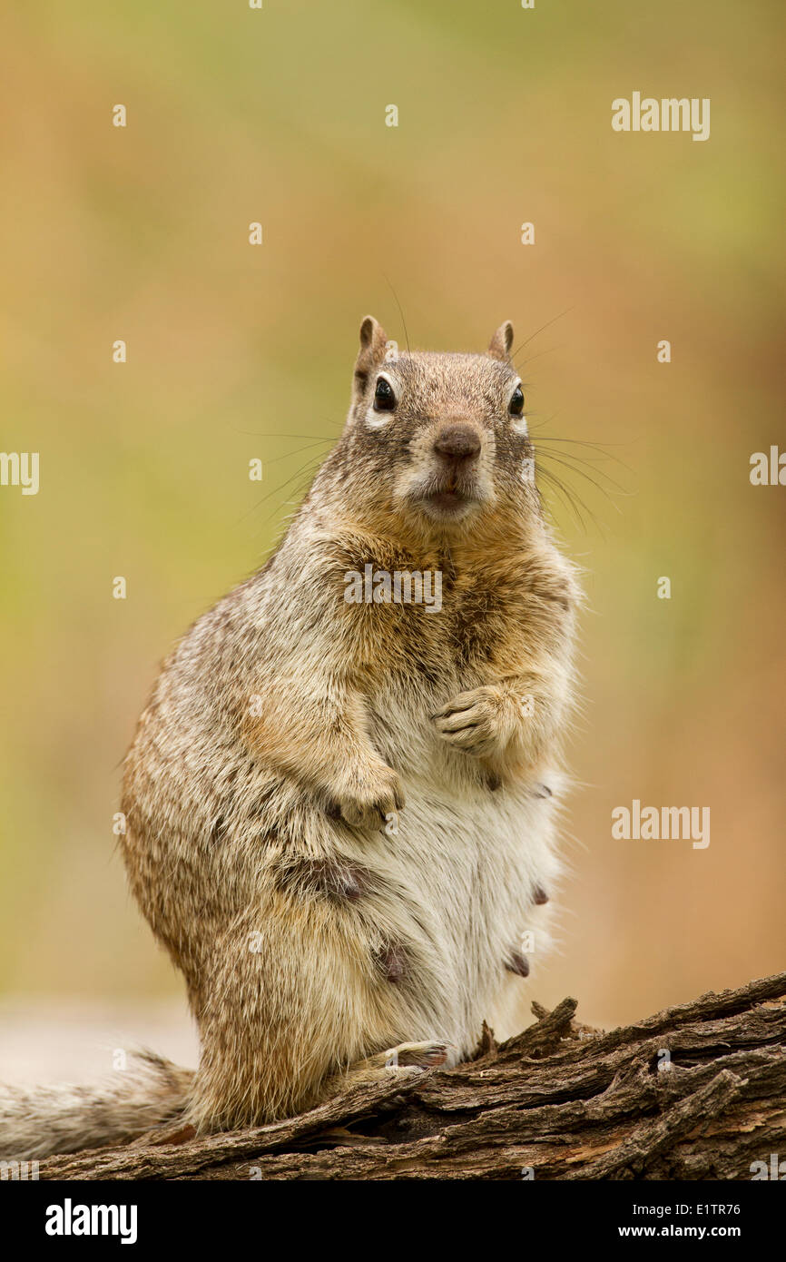 Rock Squirrel, Spermophilus variegatus Arizona, USA Stock Photo